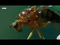The Mysterious Islands of the South Pacific | BBC Earth