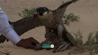 يقولون قلبك للقنص دايما يتوق و انا اقول هذي رغبتلي وعاشقها دندنها