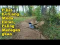 Download Lagu Pikat Kutilang Muda Hutan Super Galak