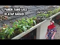 Download Lagu Atap pun menjadi Kebun, Panen si ijo  dari atap sore ini sambil ngepoin tetangga yang sedang ngarit