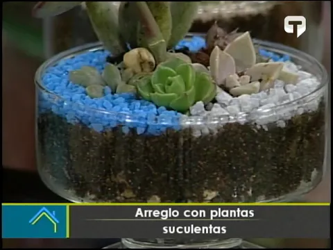 Arreglo con plantas suculentas