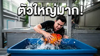 บุกเปิดบ่อปลาทองตัวท็อป! สวยจนใจละลาย I เพื่อนรักสัตว์เอ๊ย