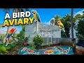 Building a Peaceful Aviary for Exotic Birds Koi Fish