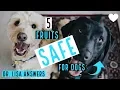5 fruits SAFE for dogs Veterinarian Dr Lisa answers 2018