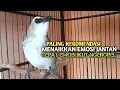 Download Lagu Trucuk BETINA memanggil Jantan Suara Birahi Ngecuplik 100% pancingan trucukan gacor agar BUNYI EMOSI