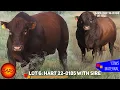 LOT 06 HART 22-0185 WITH HIS SIRE CEF 16-0394 Hartebeestloop Auction