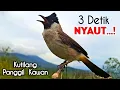 Lagu Suara Burung Kutilang Gacor Memanggil Temanya Cocok Untuk Pancingan Kutilang Bahan Agar Bunyi