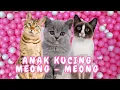 Download Lagu ANAK KUCING MEONG MEONG - kucing lucu banget bikin ngakak KUCING PERSIA LUCU #kucinglucu