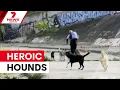 Dogs chase down attacker at Kooyong walking track 7NEWS