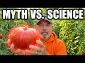 When to Pick Tomatoes The Exact Scientific Stage for Perfect Tomatoes
