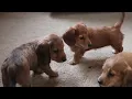 Mini Dachshund Puppies For Sale