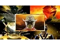 Download Lagu Gold Rangers Morphs | Power Rangers Zeo - Power Rangers Super Ninja Steel | Power Rangers Official