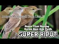 Download Lagu SUARA PIKAT BURUNG KERAK BASI ALIS PUTIH SUPER RIBUT. AMPUH SUARA PIKAT ANDALAN..