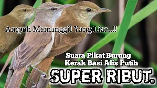suara pikat burung kerak basi alis putih super ribut ampuh suara pikat andalan 