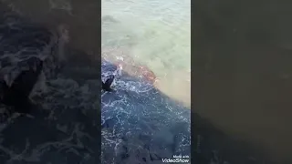 يا اغلى من ايامي ام كلثوم 