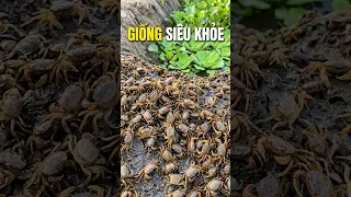 Giao Cua Đồng Giống Cho Khách, Mô Hình Nuôi Cua Đạt Năng Suất Cao | phúc hoang dã tv