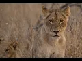 Lagu Kruger National Park 2025 -  Episode 7: Talamati Rest camp