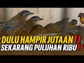Download Lagu MENGENASKAN NASIB BURUNG INI ‼️ DULU HAMPIR JUTAAN SEKARANG CUMA PULUHAN RIBU 
