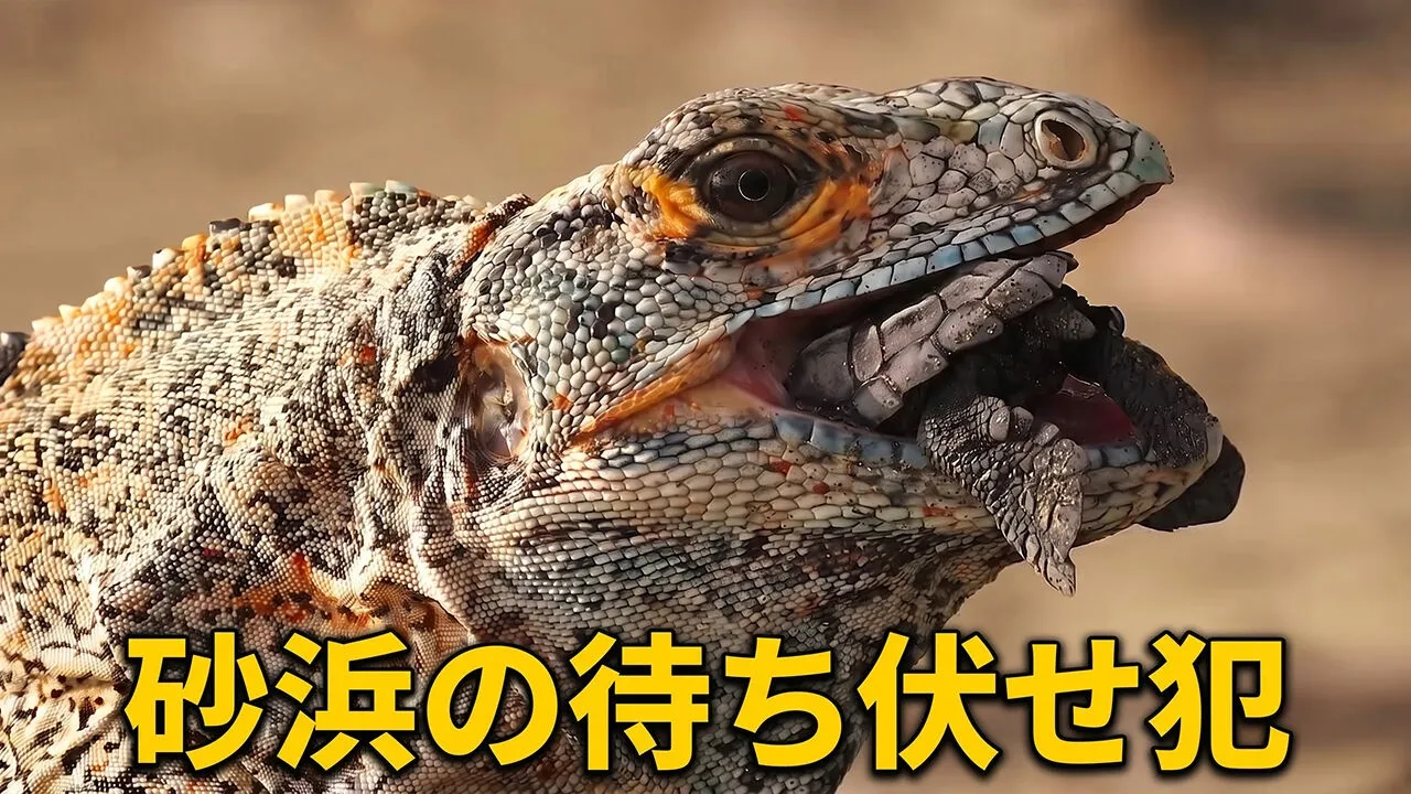 天敵だらけの砂浜を駆け抜けるウミガメの試練|動物の世界