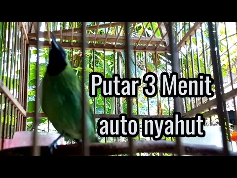 cucak ijo mini pikat suara keras dan merdu