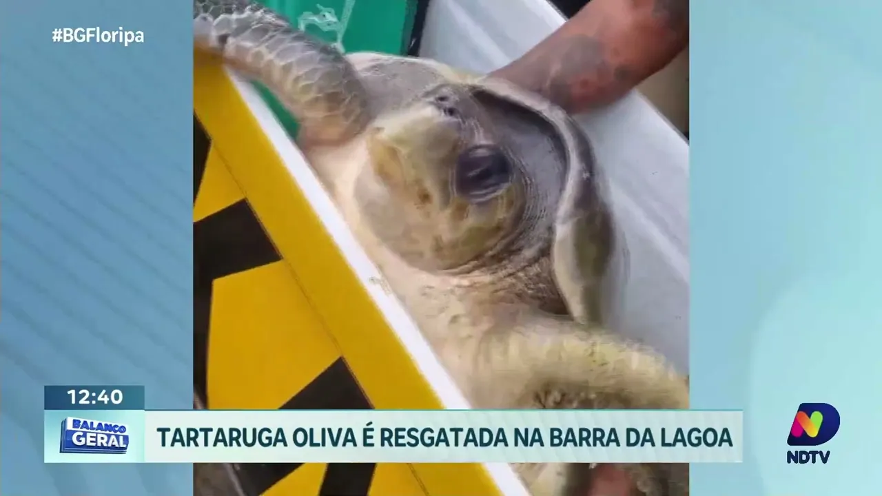 Resgate na Barra da Lagoa: tartaruga oliva é libertada de rede de pesca por turma de canoagem