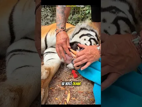 Nunca Toque Na Língua De Um Tigre