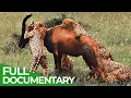 Download Lagu Wildlife Instincts | Cheetah - The Fastest Animal on Earth | Free Documentary Nature