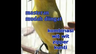 Download masteran pleci tembakan kombinasi wit wit zipper kunti || mudah dihafal || suara jernih MP3