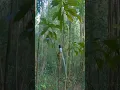 Download Lagu burung tali pocong #shorts