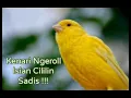 Download Lagu Masteran Burung Kenari Isian Cililin Sadis !!!