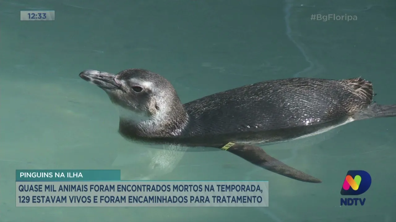 Quase mil animais foram encontrados mortos na temporada de inverno em Florianópolis