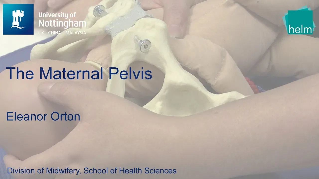 The Maternal Pelvis