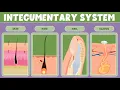 Integumentary System What It Is Function Organs - for Kids