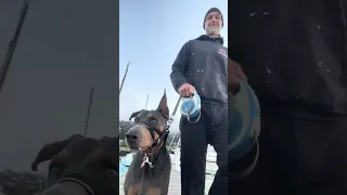 #fyp #dream #sailing #vlog #doberman #pets #life