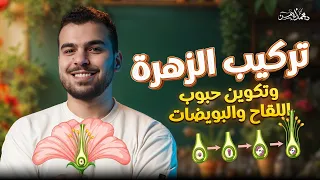 التكاثر في النباتات الزهرية من السنتر الجزء الأول تركيب الزهرة وتكوين الأمشاج 