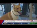 Killeen Animal Services waives adoption fees for Clear the Shelters