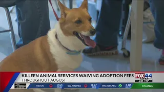 Killeen Animal Services waives adoption fees for Clear the Shelters