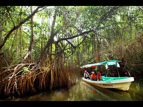 Pantanos de Centla, una de las gemas de Tabasco
