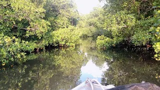 Ep 270 | Amazing Natural Phenomenon, Coral in Popham Creek, Sailing Nutshell