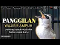 Download Lagu trucukan gacor MEMANGGIL pancingan masteran TERBAIK trucuk cepat EMOSI RAJIN BUNYI
