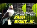 Lagu LOVEBIRD MACET,  Bisu dan Malas Bunyi, Bakal Cepat Nyaut Bunyi Saat Dengar SUARA LOVEBIRD GACOR INI