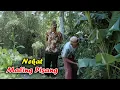 Download Lagu NEKAT MALING PISANG || KOMEDI MADURA