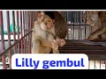 Download Lagu Lilly sukanya ngerebutin jatah makan  kawannya