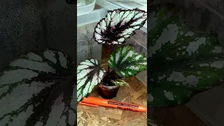 Бегонія Helen Tuepel бегонія купитибегонії набірбегоній кімнатнірослини бегоніярекс бегонії 