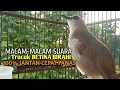 Trucuk BETINA memanggil Jantan Suara Birahi Ngecuplik 100% pancingan trucukan gacor agar BUNYI EMOSI