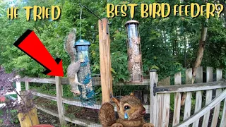 Brome Brome 200 Squirrel-Proof Wild Bird Feeder with 6 Feeding Ports full review
