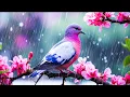 Download Lagu Emotional Calm 🌧️🕊️ Let Rain and Birds Clear the Mind and Recharge the Soul with Music (4k)