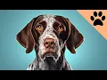 German Shorthaired Pointers The pros and cons
