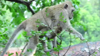 mom vigo walk for food with two people in the wild