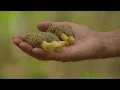 Morel mushroom hunters scavenge forest floors